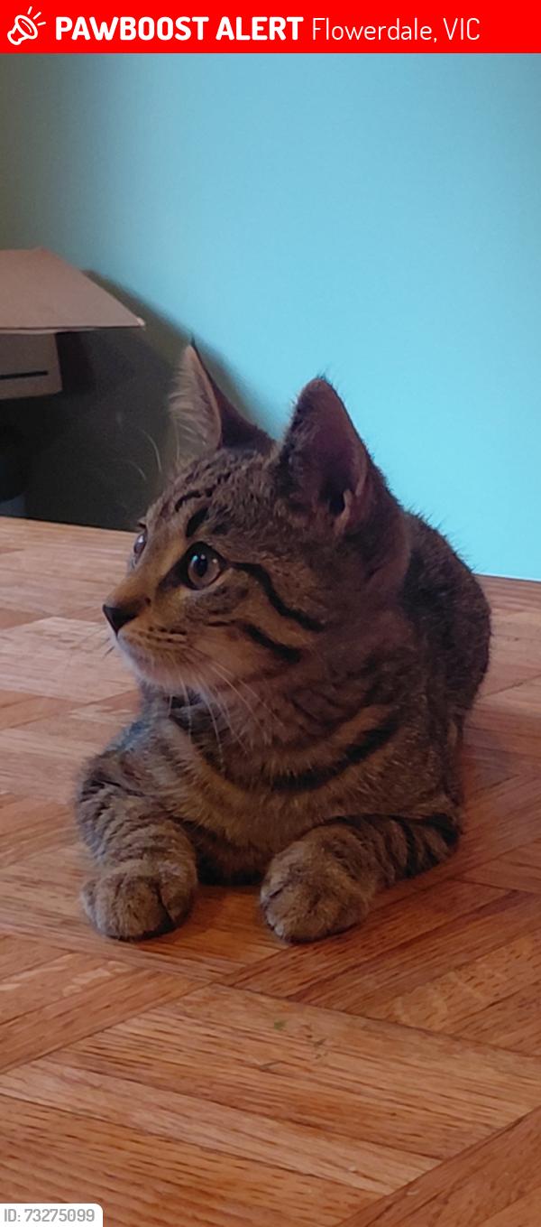 Lost Female Cat last seen Flowerdale and Delora ave., Flowerdale, VIC 3717