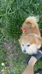 Lost Female Dog last seen Between lemon hill and 65th, Sacramento, CA 95824