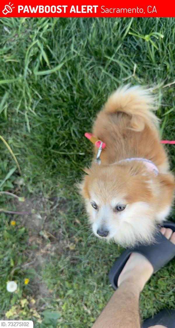 Lost Female Dog last seen Between lemon hill and 65th, Sacramento, CA 95824