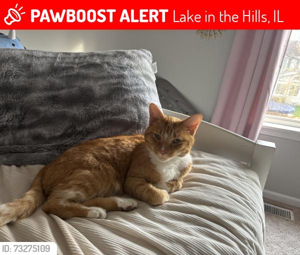 Lost Male Cat last seen Geneva, Lake in the Hills, IL 60156