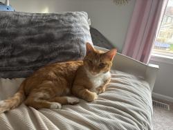 Lost Male Cat last seen Geneva, Lake in the Hills, IL 60156