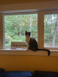 Lost Male Cat last seen Pinner’s Cove Road, Asheville, NC 28803