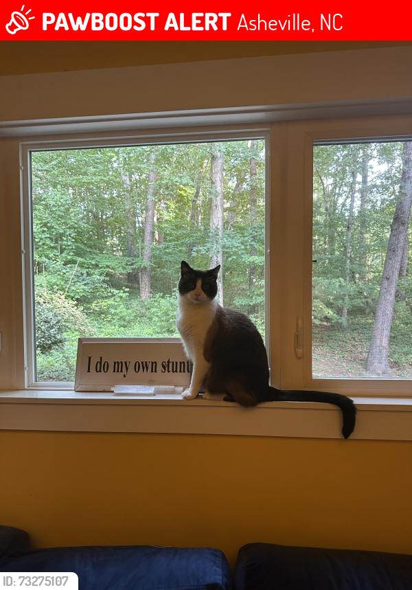 Lost Male Cat last seen Pinner’s Cove Road, Asheville, NC 28803