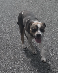 Found/Stray Male Dog last seen Near alden st high st, City of Orange, NJ 07050