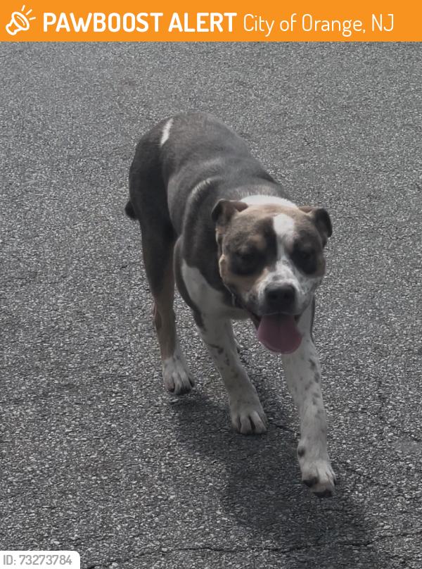 Found/Stray Male Dog last seen Near alden st high st, City of Orange, NJ 07050