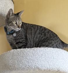 Reunited Male Cat last seen Canyada and Alberta St, Altadena, CA 91001