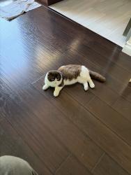 Reunited Male Cat last seen W Garden Grove Blvd, Garden Grove, CA, USA, Garden Grove, CA 92842