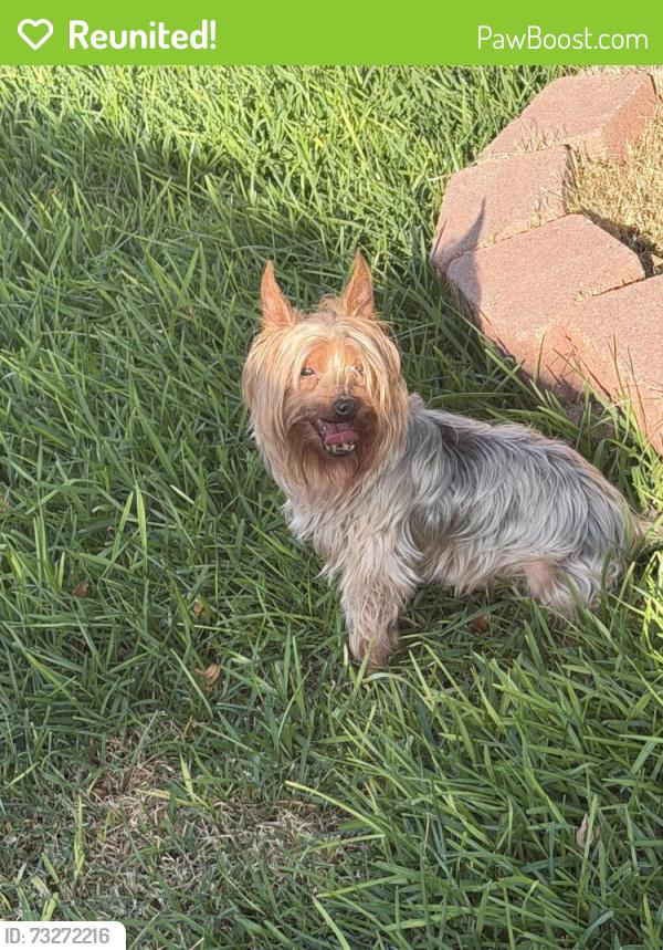 Reunited Male Dog last seen Main st, Lake Dallas, TX 75065