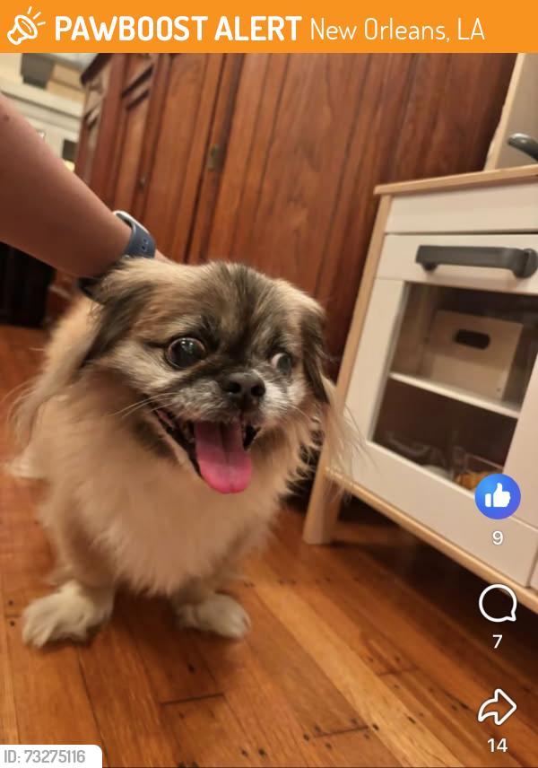 Found/Stray Male Dog last seen Lombard and Gentilly Blvd, New Orleans, LA 70122