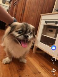 Found/Stray Male Dog last seen Lombard and Gentilly Blvd, New Orleans, LA 70122
