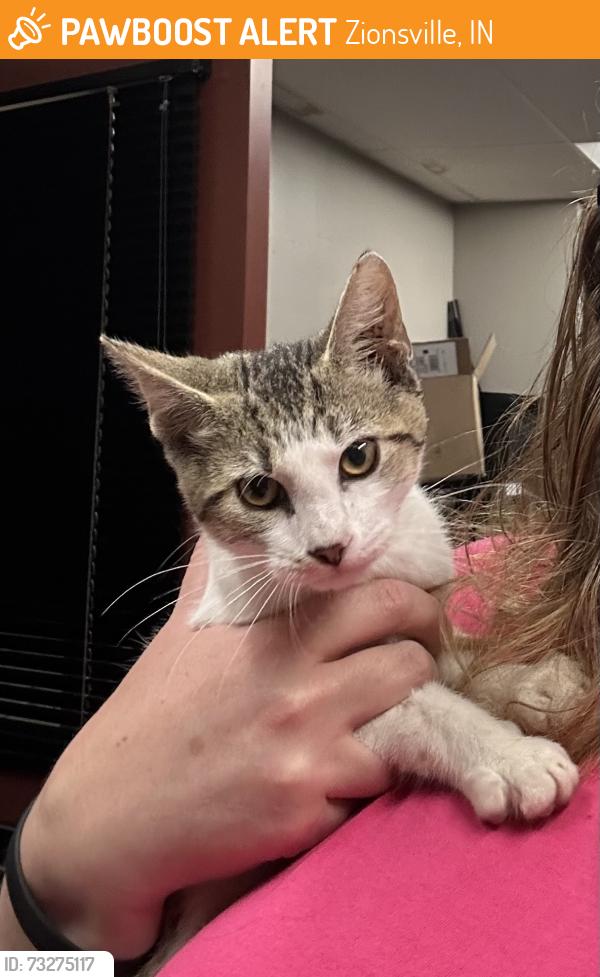 Found/Stray Male Cat last seen Near and Holliday Farms, Zionsville, IN 46077