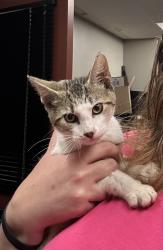 Found/Stray Male Cat last seen Near and Holliday Farms, Zionsville, IN 46077