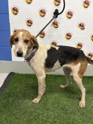 Shelter Stray Female Dog last seen MOSSTOWN RD, 19640 Dogpatch Ln, Land O' Lakes, FL 34638, USA