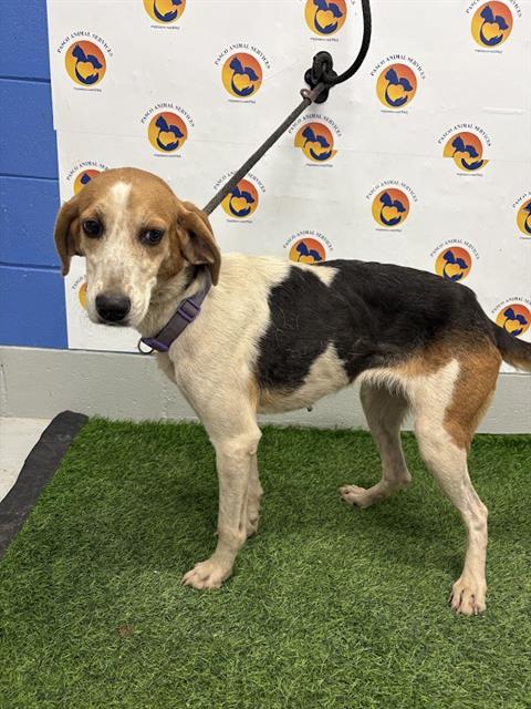 Shelter Stray Female Dog last seen MOSSTOWN RD, 19640 Dogpatch Ln, Land O' Lakes, FL 34638, USA