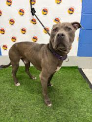 Shelter Stray Male Dog last seen I75NB, 19640 Dogpatch Ln, Land O' Lakes, FL 34638, USA
