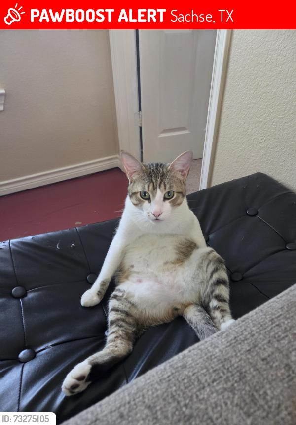 Lost Male Cat last seen Rustic ridge sachse tx, Sachse, TX 75048