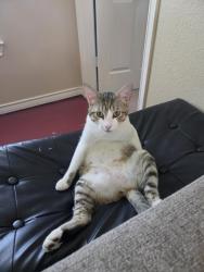 Lost Male Cat last seen Rustic ridge sachse tx, Sachse, TX 75048