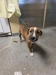 Shelter Stray Female Dog last seen Near BLOCK SE 240TH ST, KENT WA 98031, 21615 64th Ave S, Kent, WA 98032, USA