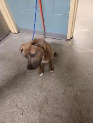 Shelter Stray Male Dog last seen Near BLOCK SE 240TH ST, KENT WA 98031, 21615 64th Ave S, Kent, WA 98032, USA