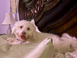 Reunited Male Dog last seen Boudreaux Road between Hufsmith-Kohrville and 99, Tomball, TX 77375
