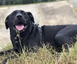 Reunited Male Dog last seen Near, Baytown, TX 77521