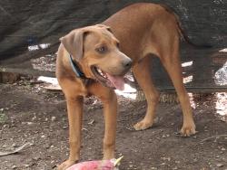 Lost Male Dog last seen Jet lane & 183 north bound access rd., Austin, TX 78742