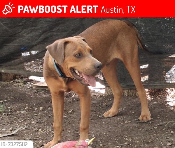 Lost Male Dog last seen Jet lane & 183 north bound access rd., Austin, TX 78742