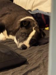 Reunited Female Dog last seen Edgebrook, Houston, TX 77034