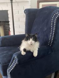Lost Male Cat last seen Monterey and Montana, Monrovia, CA 91016
