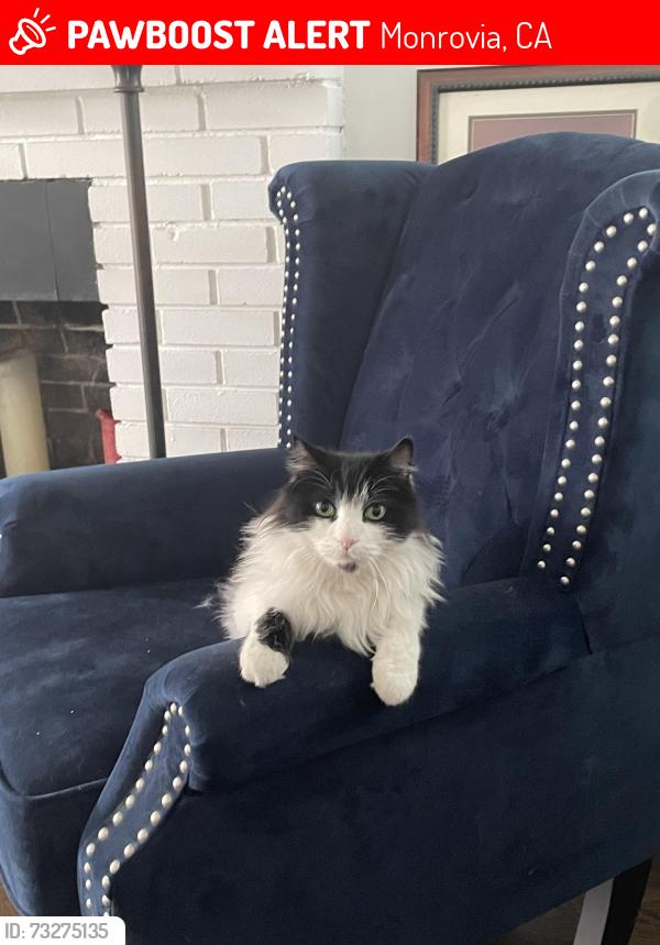 Lost Male Cat last seen Monterey and Montana, Monrovia, CA 91016
