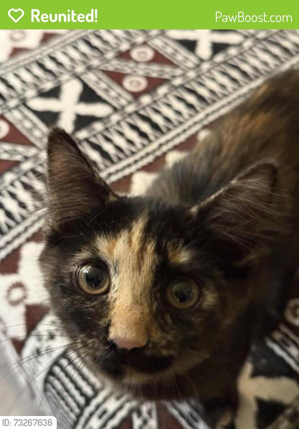 Reunited Female Cat last seen McCall &Cherry Hill, Menifee, CA 92586