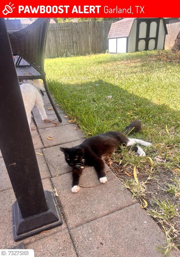 Lost Female Cat last seen Northlake Elementary, Garland, TX 75040