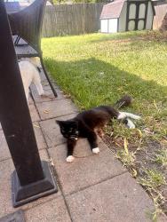 Lost Female Cat last seen Northlake Elementary, Garland, TX 75040