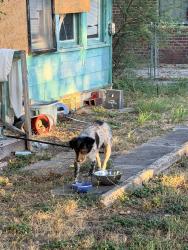 Found/Stray Female Dog last seen Pine and olive, San Antonio, TX 78202