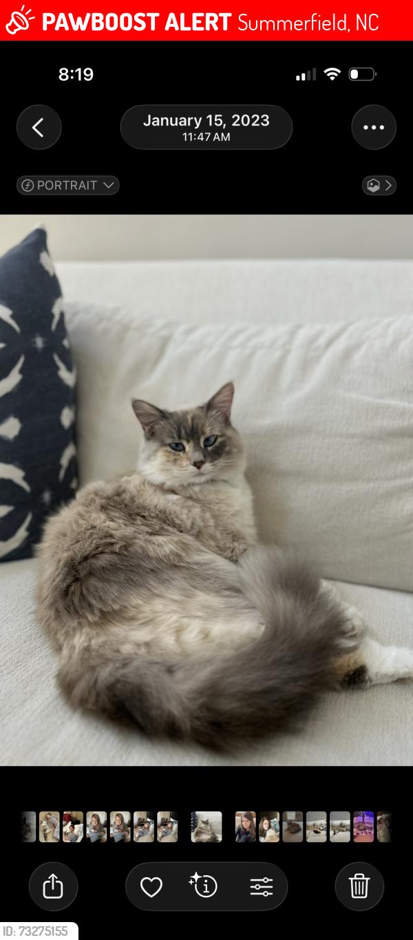 Lost Female Cat last seen Witty Rd, Summerfield, NC 27358