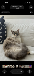Lost Female Cat last seen Witty Rd, Summerfield, NC 27358