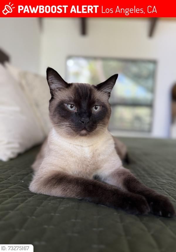 Lost Male Cat last seen Queen Victoria Road and Oakdale, Los Angeles, CA 91364