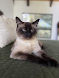 Lost Male Cat last seen Queen Victoria Road and Oakdale, Los Angeles, CA 91364