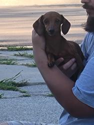 Reunited Female Dog last seen White Oak ests, Mt. Morris, Mount Morris Township, MI 48458