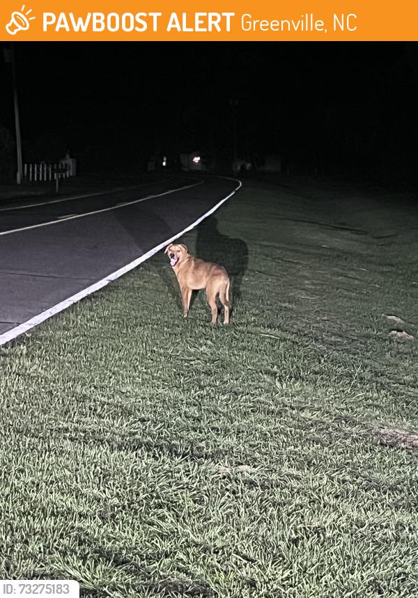 Found/Stray Male Dog last seen Near Brick Kiln Rd., Greenville, NC 27858