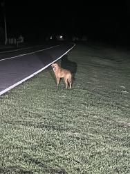 Found/Stray Male Dog last seen Near Brick Kiln Rd., Greenville, NC 27858