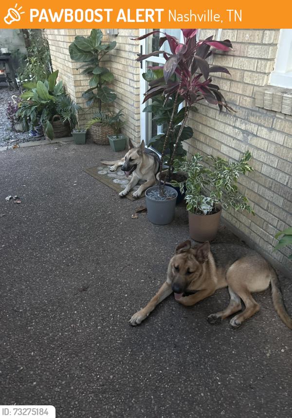 Found/Stray Unknown Dog last seen Nippers corner, Nashville, TN 37211
