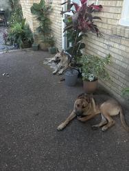 Found/Stray Unknown Dog last seen Nippers corner, Nashville, TN 37211