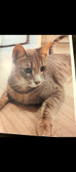Lost Male Cat last seen Lemmons Ln/Steuer Place Dr, Gaffney, SC 29341