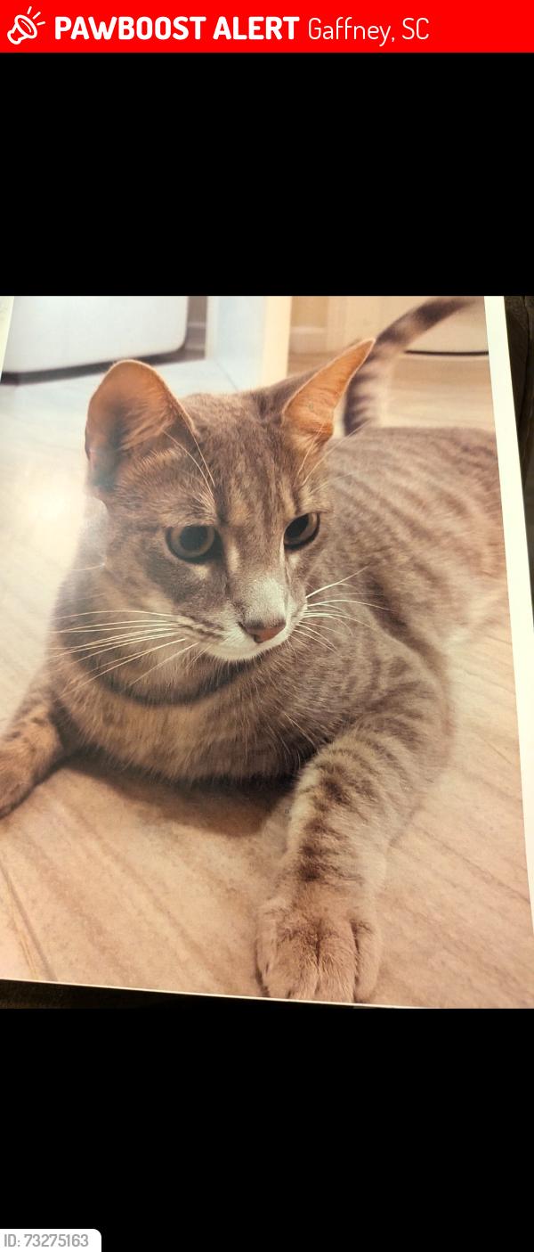Lost Male Cat last seen Lemmons Ln/Steuer Place Dr, Gaffney, SC 29341