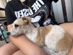 Found/Stray Female Dog last seen Near Lucretia Ave San Jose, CA 95122 United States, San Jose, CA 95122