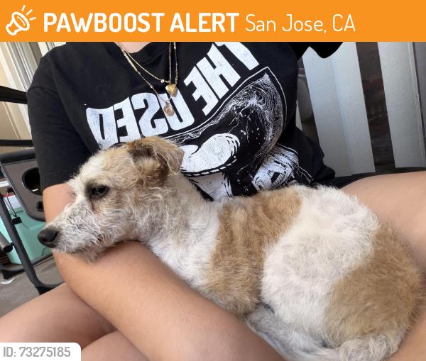 Found/Stray Female Dog last seen Near Lucretia Ave San Jose, CA 95122 United States, San Jose, CA 95122