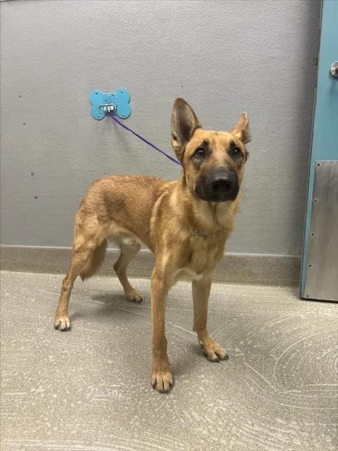 Shelter Stray Male Dog last seen Near BLOCK CALIFORNIA PINE, 655 N Mojave Rd, Las Vegas, NV 89101, USA