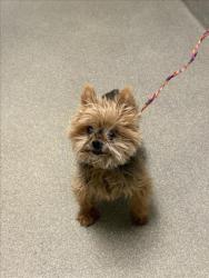 Shelter Stray Male Dog last seen Near BLOCK TIMARU DR, LAS VEGAS NV 89147, 655 N Mojave Rd, Las Vegas, NV 89101, USA