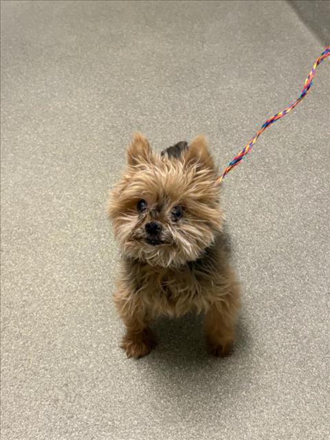 Shelter Stray Male Dog last seen Near BLOCK TIMARU DR, LAS VEGAS NV 89147, 655 N Mojave Rd, Las Vegas, NV 89101, USA